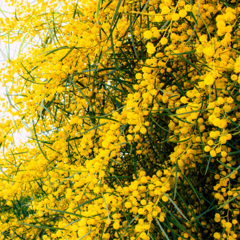 Mimosa jaune fleurs de saison